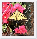 butterfly_2_IMG_4477 * 576 x 611 * (450KB)