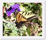 butterfly_IMG_4426 * 576 x 493 * (423KB)