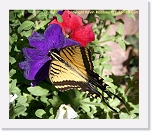 butterfly_IMG_4433 * 504 x 430 * (357KB)