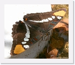 butterfly_IMG_4503 * 720 x 618 * (457KB)