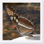 butterfly_IMG_4504 * 648 x 642 * (444KB)