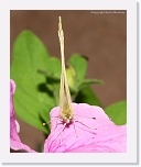 butterfly_IMG_4510 * 576 x 701 * (402KB)