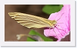 butterfly_IMG_4512 * 864 x 487 * (558KB)