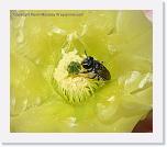 catus_bee3_IMG_4311 * 720 x 621 * (595KB)
