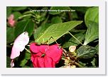 cbug2_IMG_3445 * 720 x 480 * (413KB)