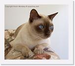coconut_DCP_3287 * 517 x 449 * (288KB)