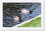 ducks_IMG_0291 * 720 x 475 * (529KB)