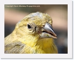 finch_IMG_4439 * 504 x 395 * (265KB)