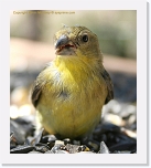 finch_IMG_4440 * 504 x 565 * (329KB)