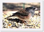 junco2_IMG_3797 * 720 x 497 * (458KB)
