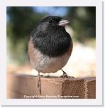 junco2_IMG_3803 * 576 x 592 * (302KB)