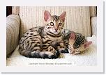 kitty_3758 * 576 x 384 * (352KB)