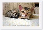 kitty_3764 * 576 x 384 * (309KB)