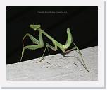 mantis2_IMG_3180 * 864 x 702 * (524KB)