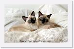 matrix_coconut_IMG_1101 * 720 x 434 * (302KB)