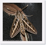 moth_IMG_4398 * 576 x 562 * (472KB)