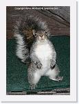 squirl2_IMG72_3965 * 516 x 720 * (430KB)