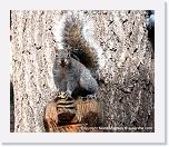 squirl2_img_4118 * 720 x 611 * (716KB)