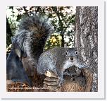 squirl_IMG_2262 * 720 x 675 * (643KB)