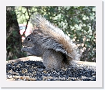 squirl_IMG_4393 * 576 x 479 * (398KB)