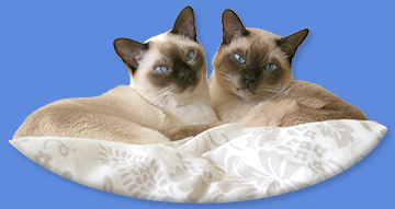Matrix and Coconut.  All Natural Tonkinese