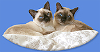 Sysprime Home Page